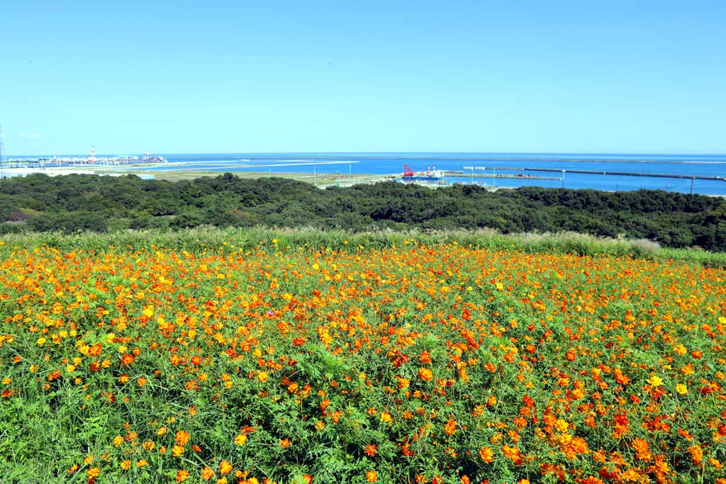 国営ひたち海浜公園、コキアの頃 2025