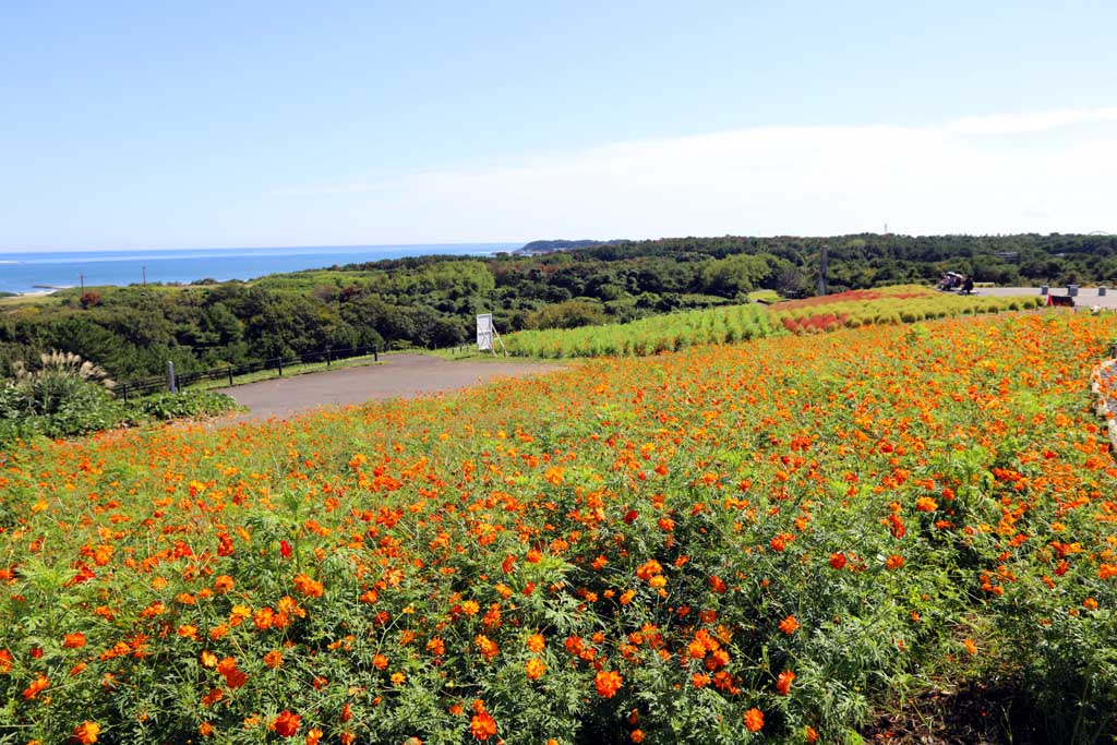 国営ひたち海浜公園、コキアの頃 2025