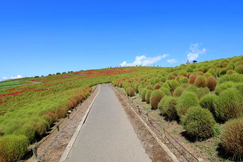 国営ひたち海浜公園、コキアの頃 2025