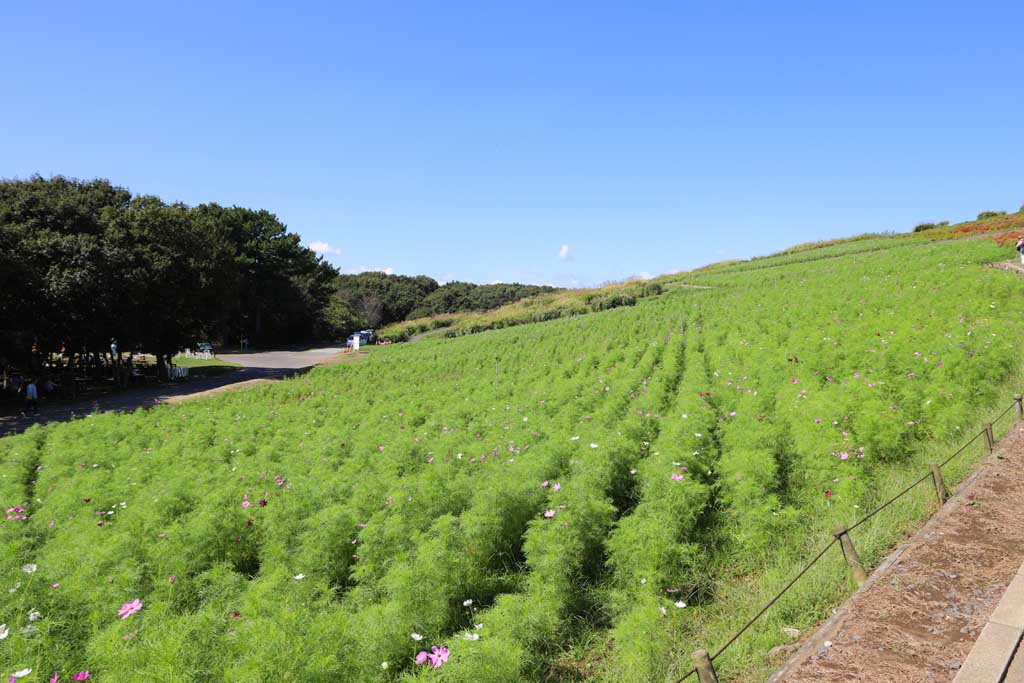 国営ひたち海浜公園、コキアの頃 2025