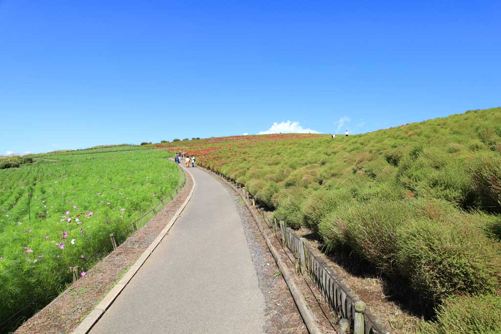 国営ひたち海浜公園、コキアの頃 2025